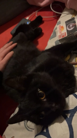 katze britisch kurzhaar