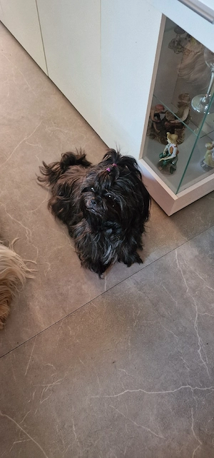 Shih Tzu Welpen 