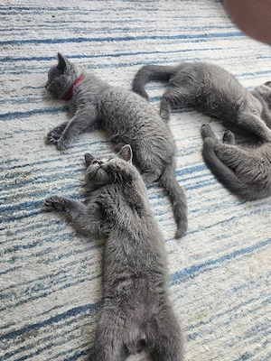 7 wunderschöne reinrassige Britisch Kurzhaar (BKH) Kitten suchen ein liebevolles Zuhause