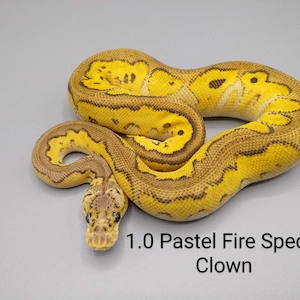 Königspython python regius 1.0 Pastel Fire Special Clown Zuchtmännchen