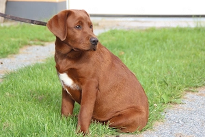Labrador Junghündin in der seltenen Farbe dark foxred aus USA Spitzenlinien 