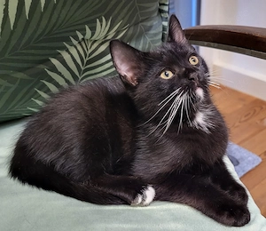 3 Katzen suchen neu Zuhause 
