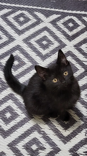 3 Katzen suchen neu Zuhause 