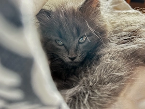 Main-Coon x Kinder dürfen bald umziehen
