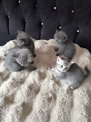 Bkh kitten abzugeben 300 