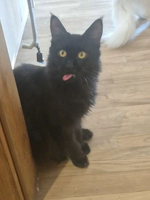 Maine coon mädel Lady sucht zuhause 
