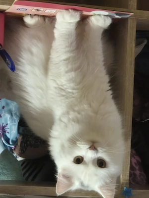 Ida mainecoon Perser mix mädel sucht zuhause 
