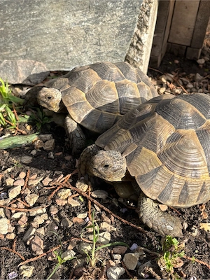 2 weibliche Maurische Landschildkröten NZ 2017