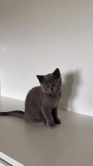 Bkh Babykatze