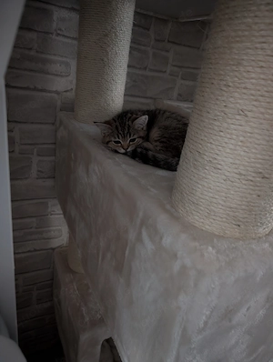 Britisch Kurzhaar Katze Sucht ihr Traum Zuhause 