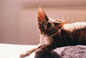 Süße Devon Rex Mausi sucht Zuhausi ( für immer )