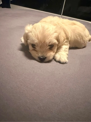 malteser bichon mix 