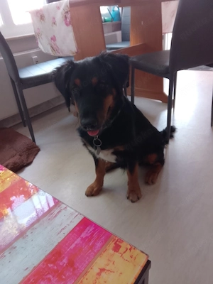 Labrador  Border Collie Mischling 