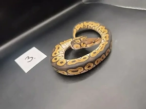 Königspython Mojave Clown   Männchen   DNZ 2026 *Hamm*