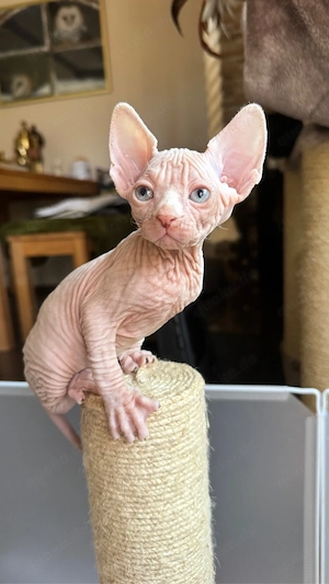 Canadian Sphynx Kitten WCF