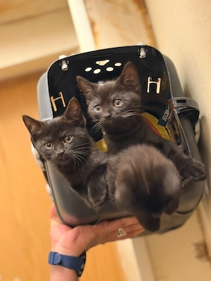 Babys Katzen BKH sucht einen neues Zuhause 