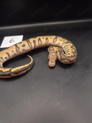 Königspython Mojave Clown   Weibchen   DNZ 2026