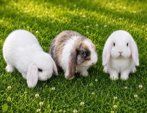 Zwergkaninchen Zwergwidder Kaninchen 