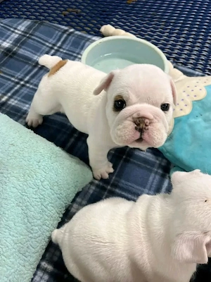Bezaubernde Englische Bulldoggenwelpen suchen ein liebevolles Zuhause