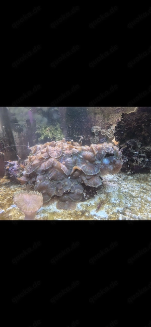 Scheibenanemone 