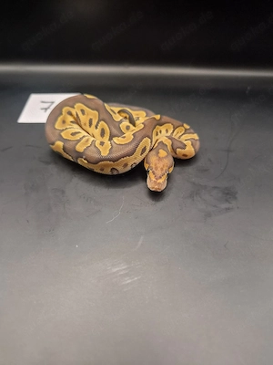 Königspython Mojave Clown   Weibchen   DNZ 2026