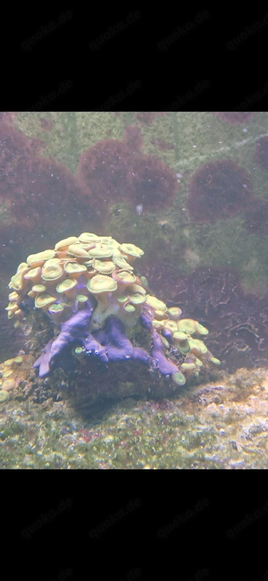 Krustenanemonen 
