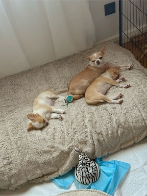 Zwei reinrassige Chihuahua Welpen, Rüden Jack und Lui suchen ein neues Zuhause Bild 3