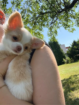 Zwei reinrassige Chihuahua Welpen, Rüden Jack und Lui suchen ein neues Zuhause Bild 5