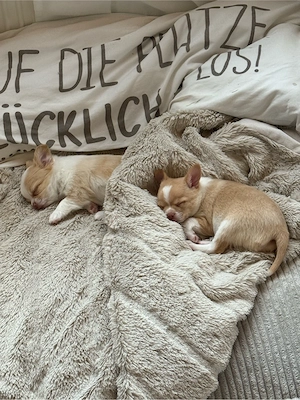 Zwei reinrassige Chihuahua Welpen, Rüden Jack und Lui suchen ein neues Zuhause Bild 2