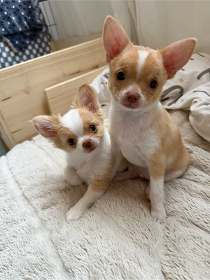 Zwei reinrassige Chihuahua Welpen, Rüden Jack und Lui suchen ein neues Zuhause