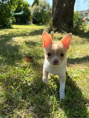 Zwei reinrassige Chihuahua Welpen, Rüden Jack und Lui suchen ein neues Zuhause Bild 4