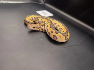 Königspython Mojave Clown Weibchen DNZ 2026 Bild 2
