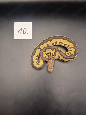 Königspython Mojave Clown Weibchen DNZ 2026 Bild 3