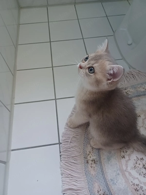 BKH Kurzhaare Kitten Baby katze