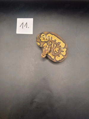 Königspython Mojave Fire Clown Weibchen DNZ 2026 Bild 2
