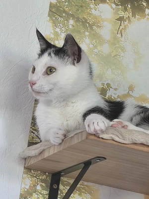 kaya sucht ein Zuhause mit wenig stress und am besten leute die viel zuhause sind !