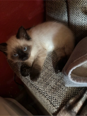 Heilige Birma Mädchen "Gismo" sucht neues Zuhause