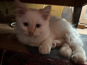 Heilige Birma Kitten