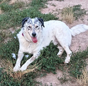 Rocco, Rüde sucht neue Familie