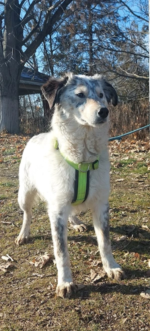 Rocco, Rüde sucht neue Familie