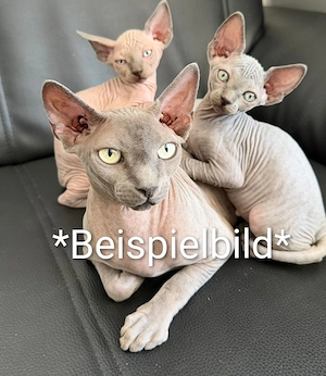 Zwei Canadian Sphynx Katzen gesucht