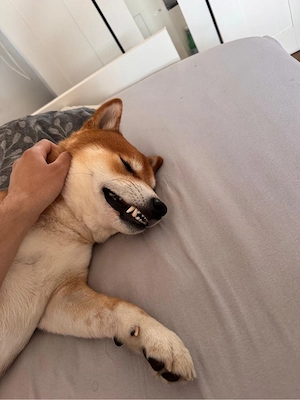 Shiba Inu 