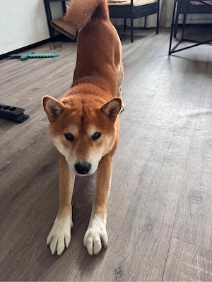Shiba Inu 