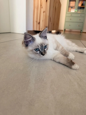 Heilige Birma Kitten  Bild 2