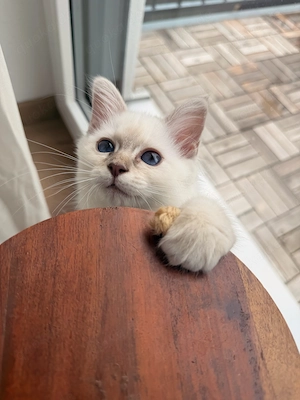 Heilige Birma Kitten  Bild 4