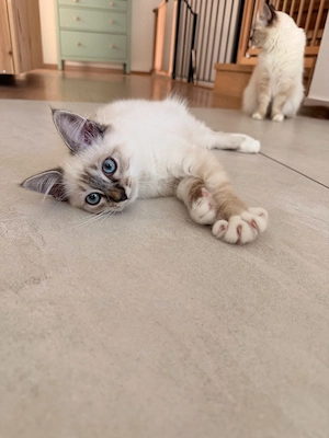 Heilige Birma Kitten 