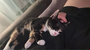 katze abzugeben 