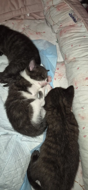 mix kitten