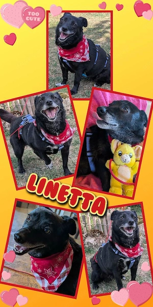 sehr liebe, kleine, menschenbezogene, unkomplizierte Hündin "Linetta" sucht ein Zuhause