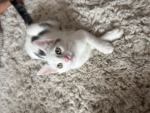 Katze Kater baby 